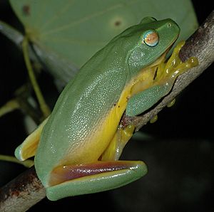 Litoria gracilenta.JPG