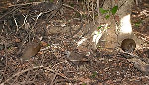 Lord Howe Woodhen 1