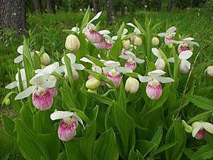 MNLadyslipper