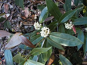 Marsdenia suaveolens oatley1.JPG