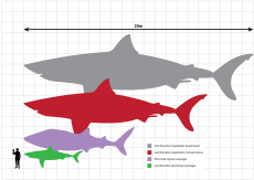 Megalodon scale