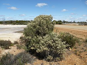 Melaleuca halmaturorum (habit).JPG