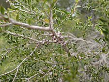 Melaleuca squamophloia fruit