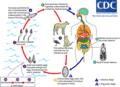 Metagonimus LifeCycle