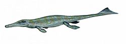 Metriorhynchus BW