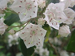 Mountain Laurel flowers, Connecticut