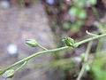 Myosotis sylvatica Calyx on stem