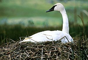 NPS Wildlife. Trumpeter Swan on Nest