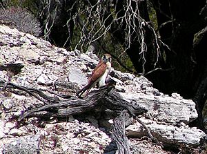 Nankeen Kestrel, Rottnest Island