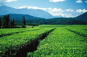 Nerada Tea Plantation at Glen Allyn on the Atherton Tableland, 1986