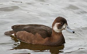 Netta erythrophthalma Germany01.jpg