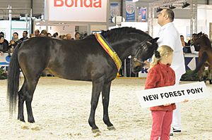 New Forest Pony Agriflanders