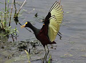 NorthernJacana