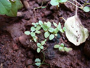 Ocimum tenuiflorum (1).jpg