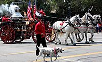 Old fire engine and dalmatian