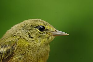 Orange-crowned Warbler is one of the species of birds jeapordized by the decline of broadleaf forests in the Pacific Northwest