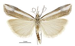 Orocrambus vulgaris male.jpg