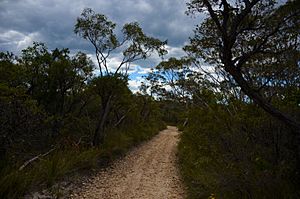 Path in cambewarra 