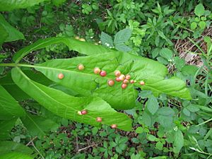 Phylloxera. Carya ovata. Leaf