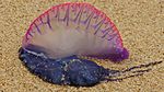 Physalia physalis, Tayrona national park, Colombia.jpg