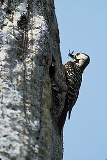 Picoides borealis USFWS