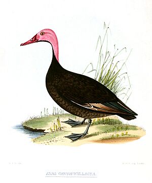 PinkheadedDuckJerdon