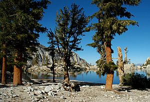 Pinus albicaulis P balfouriana cwsteeds