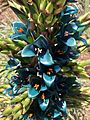 Puya alpestris SDBG bloom zoom