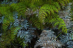 Rangitoto Tangle fern