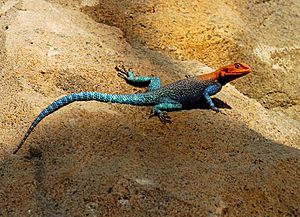 Red-headed rock agama 1.jpg