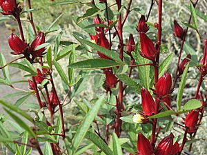 Roselle 2, Hibiscus sabdariffa, 2014