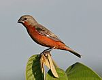 Ruddy-breasted Seedeater.jpg