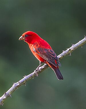 Scarlet Finch (23870224557).jpg