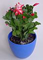 Schlumbergera IP