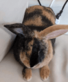 Show quality harlequin rabbit