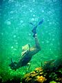 Snorkeling, Belize Barrier Reef