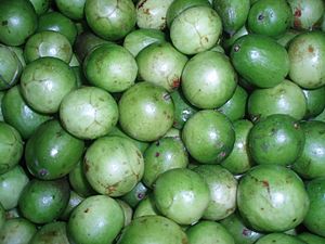 Spondias tuberosa Umbu.jpg