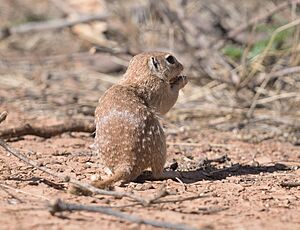 Spotted Ground Squirrel 8338vv