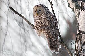 Strix uralensis, Kotka, Finland 1.jpg