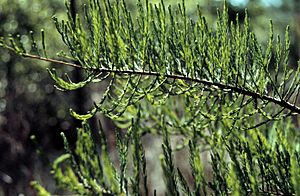 Taxodium ascendens.jpg