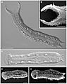 Thaumastodermatinae