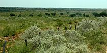 Thornscrub south of Reynosa, Municipality of Reynosa, Tamaulipas, Mexico (13 August 2007)