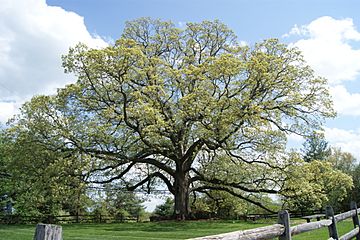 Travilah Oak April 2011