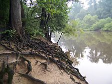 Tree Roots at Riverside