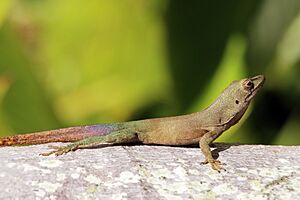 Turquoise anole (Anolis grahami) J.JPG