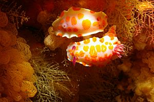 Two Clown Nudibranchs