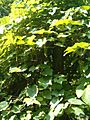 Vitis aestivalis BotGardBln07122011A