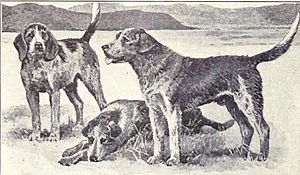 Welsh Hound from 1915.JPG