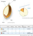 Wheat-kernel nutrition