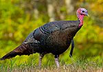 Wild turkey eastern us